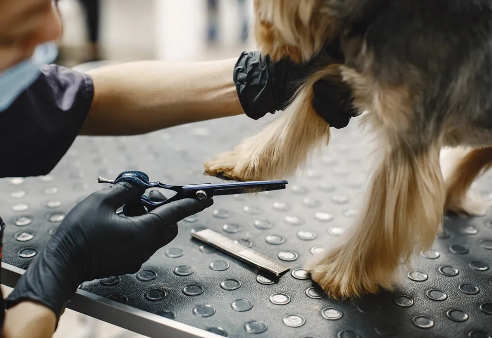 Tout ce que vous devez savoir sur le toilettage des chiens à Nice