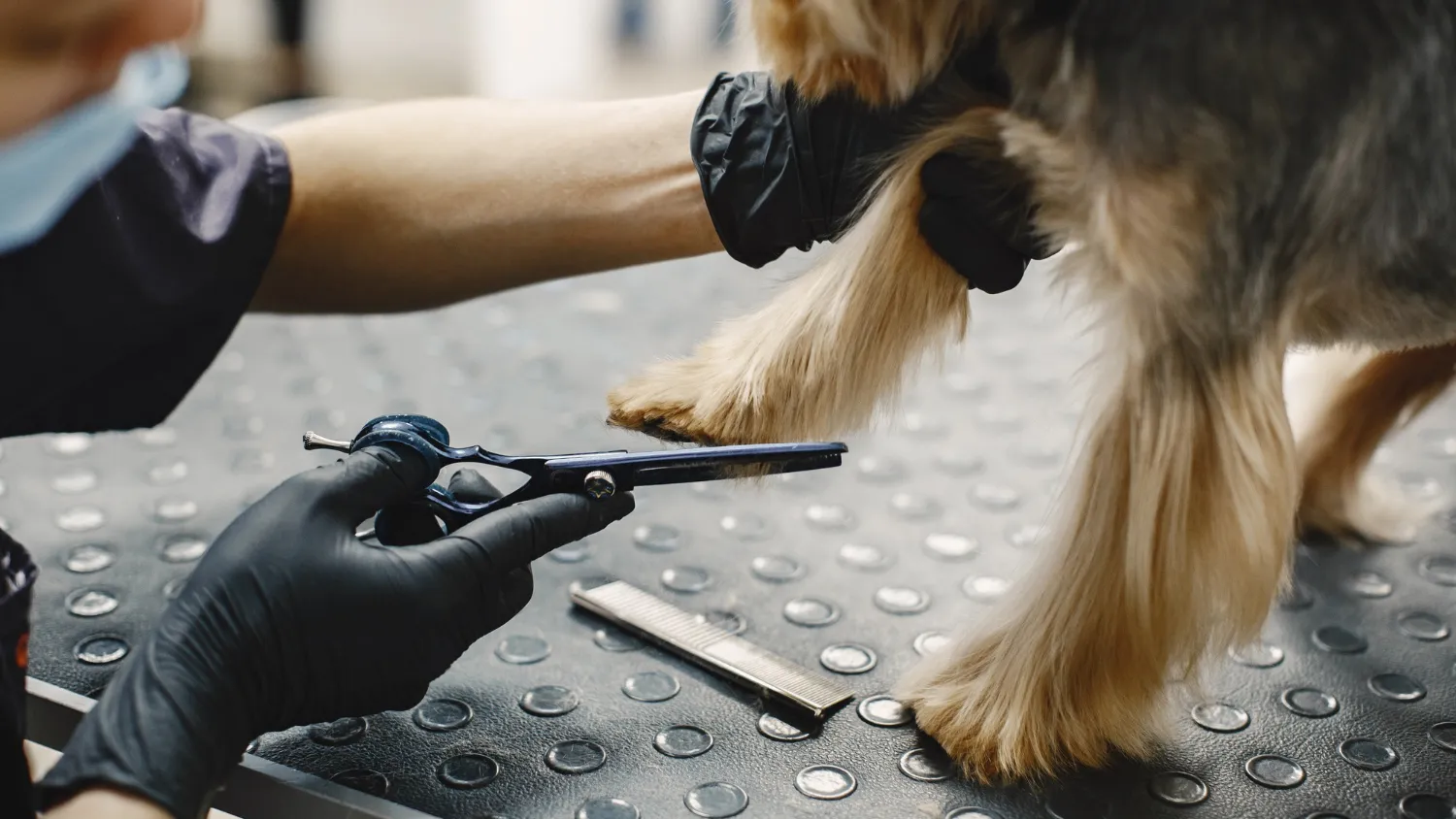 Tout ce que vous devez savoir sur le toilettage des chiens à Nice