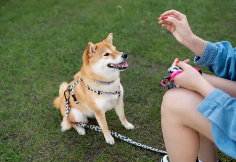 Collier chien : Comment choisir et entretenir le meilleur collier pour votre chien
