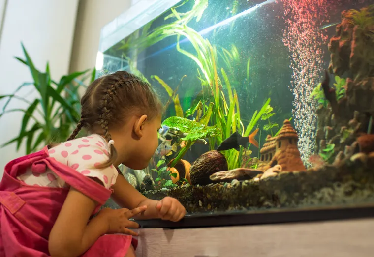 Comment trouver des idées de nom pour un poisson ?