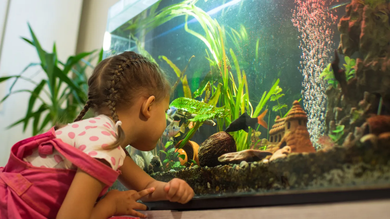 Comment trouver des idées de nom pour un poisson ?