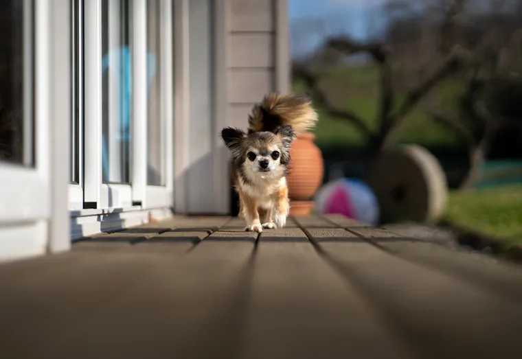 Comment choisir le meilleur jouet pour votre chien : conseils et astuces