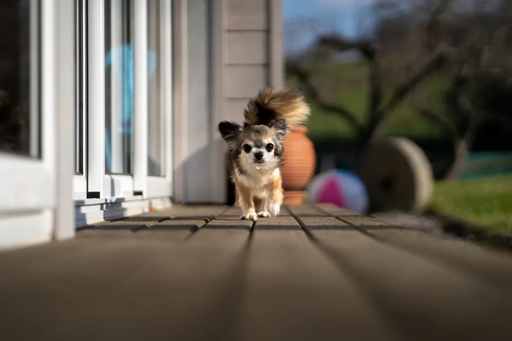 Comment choisir le meilleur jouet pour votre chien : conseils et astuces