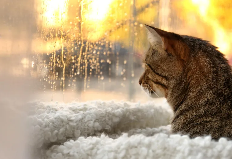 Combien de temps durent les chaleurs chez les chattes ?