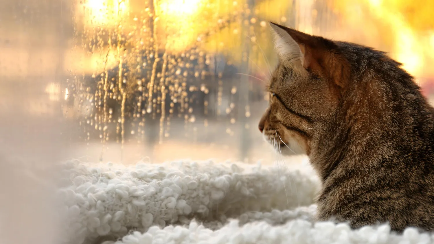 Combien de temps durent les chaleurs chez les chattes ?