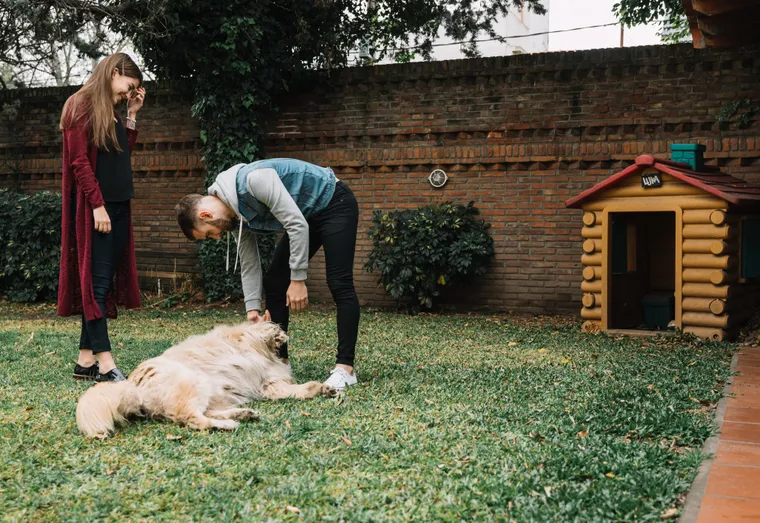 Comment choisir le bon partenaire pour construire un parc à chiots et un enclos pour chiens adapté