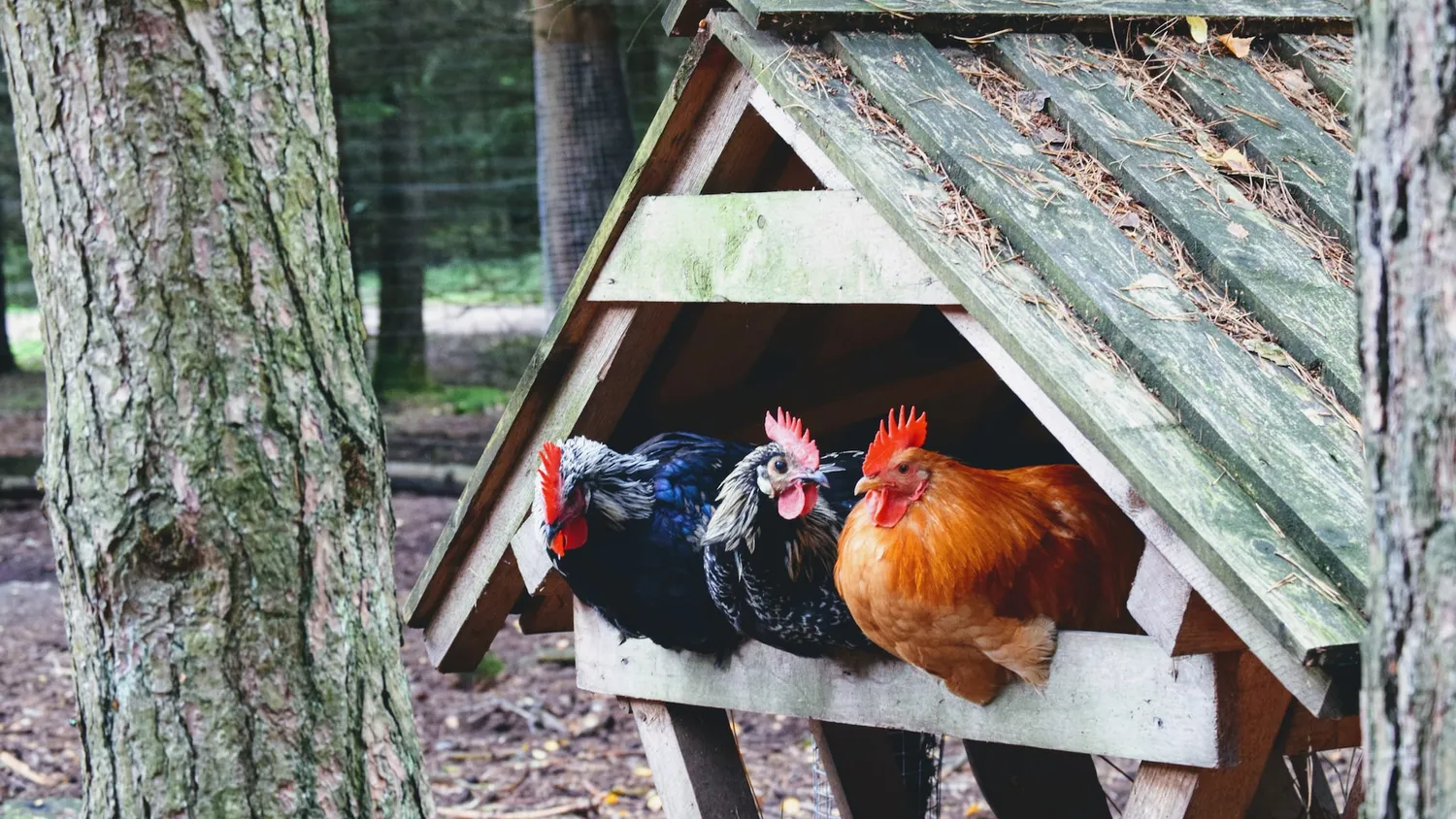 Portier : Les étapes clés pour un habitat sûr et confortable pour vos poules