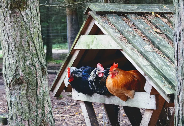 Portier : Les étapes clés pour un habitat sûr et confortable pour vos poules