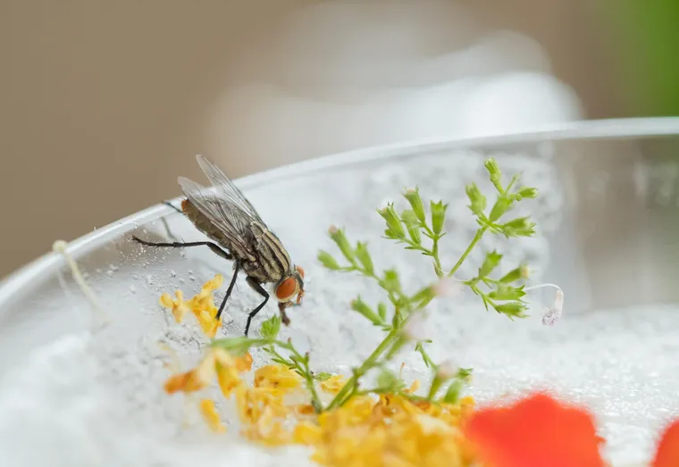 Quelles sont les astuces pour éliminer les moucherons dans la cuisine de manière efficace ?
