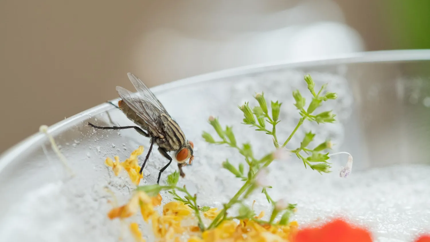 Quelles sont les astuces pour éliminer les moucherons dans la cuisine de manière efficace ?