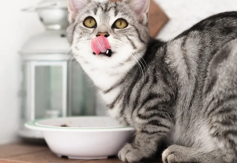 Les étapes pour initier son chat à un régime végétarien