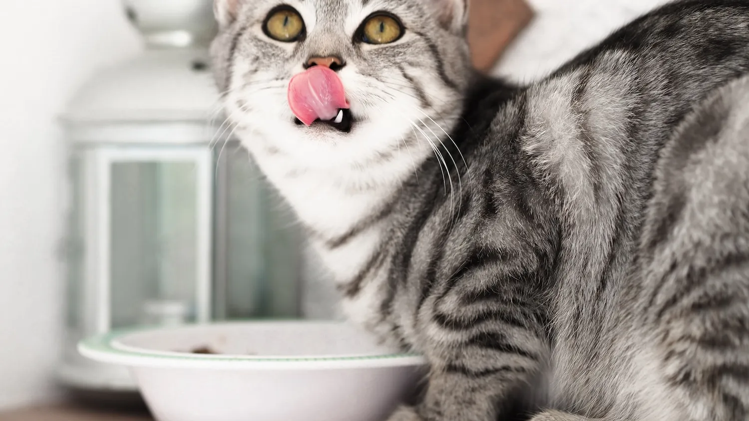 Les étapes pour initier son chat à un régime végétarien