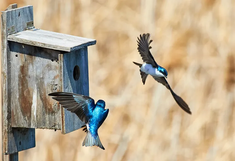 Astuces pour fabriquer un nichoir à oiseaux avec du matériel recyclé