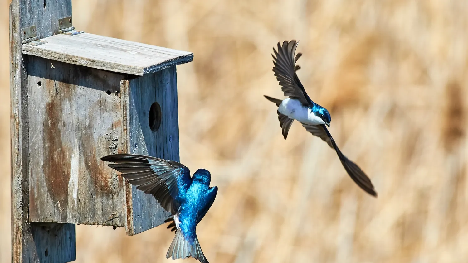 Astuces pour fabriquer un nichoir à oiseaux avec du matériel recyclé