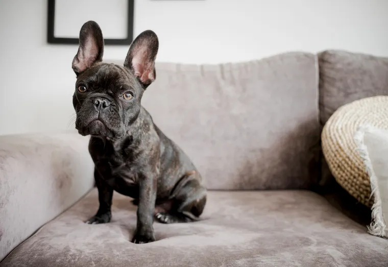 Est-ce que le bouledogue anglais aboie ?