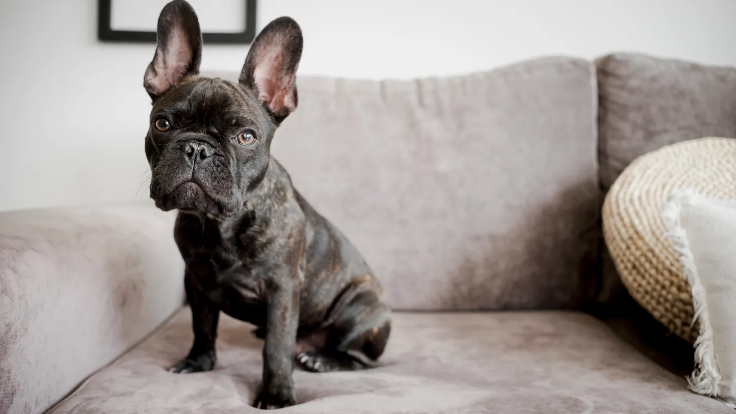 Est-ce que le bouledogue anglais aboie ?