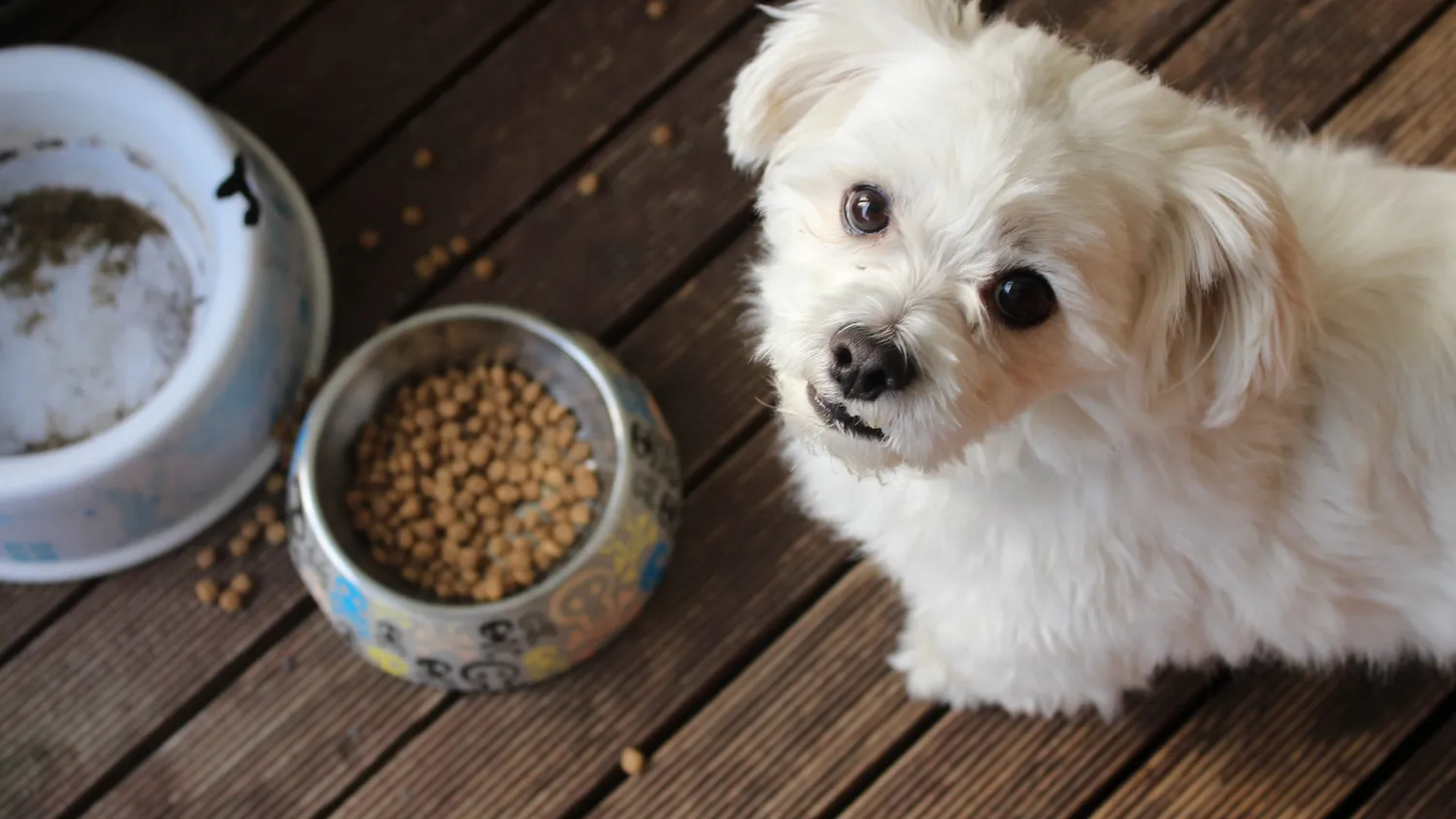 Pourquoi les vétérinaires recommandent-ils des croquettes spécifiques pour certains chiens ?