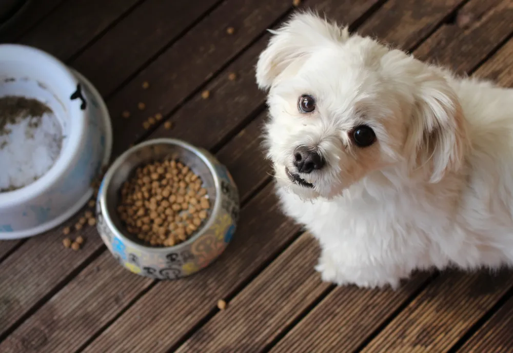 Pourquoi les vétérinaires recommandent-ils des croquettes spécifiques pour certains chiens ?