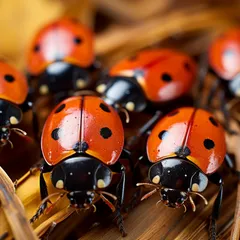 La fascinante migration des coccinelles en automne : observation et étude