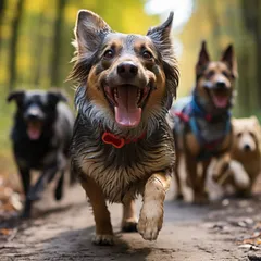 Les meilleures races de chiens pour la course à pied et l’endurance