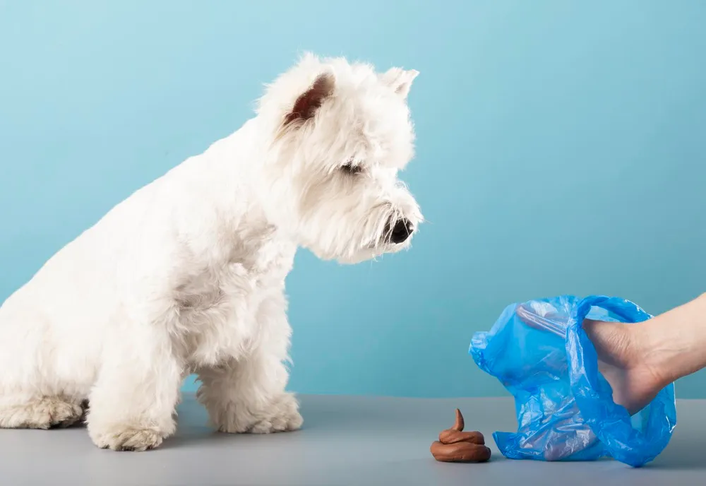 Les erreurs à éviter quand on éduque un chiot à la propreté