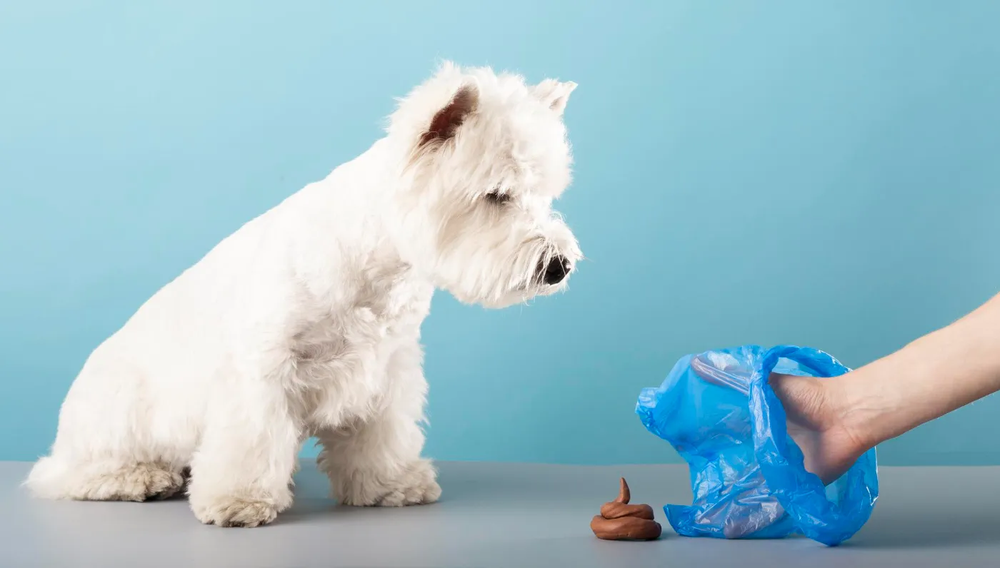 Les erreurs à éviter quand on éduque un chiot à la propreté