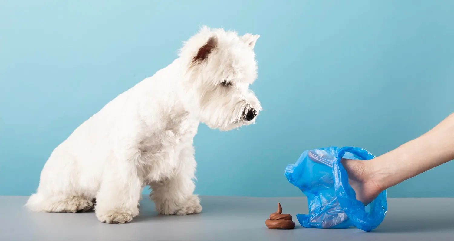 Les erreurs à éviter quand on éduque un chiot à la propreté