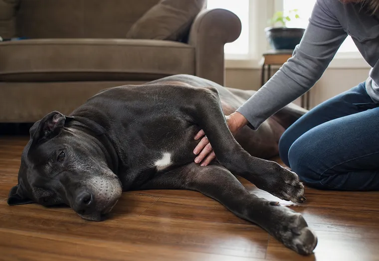 Grand chien à la poitrine profonde allongé sur le flanc dans un salon, l'air inconfortable, la main de son maître posée près de son ventre