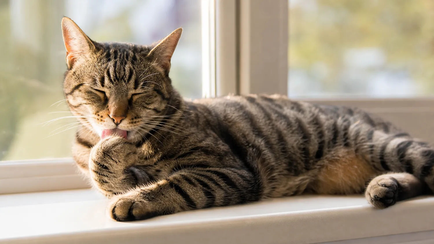 Chat au pelage soyeux allongé sur un rebord de fenêtre en train de se lécher délicatement la patte avant, lumière douce