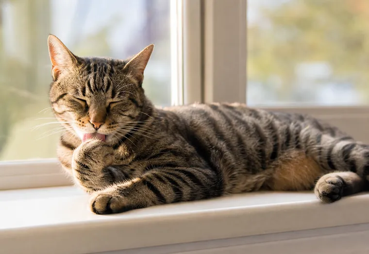 Chat au pelage soyeux allongé sur un rebord de fenêtre en train de se lécher délicatement la patte avant, lumière douce