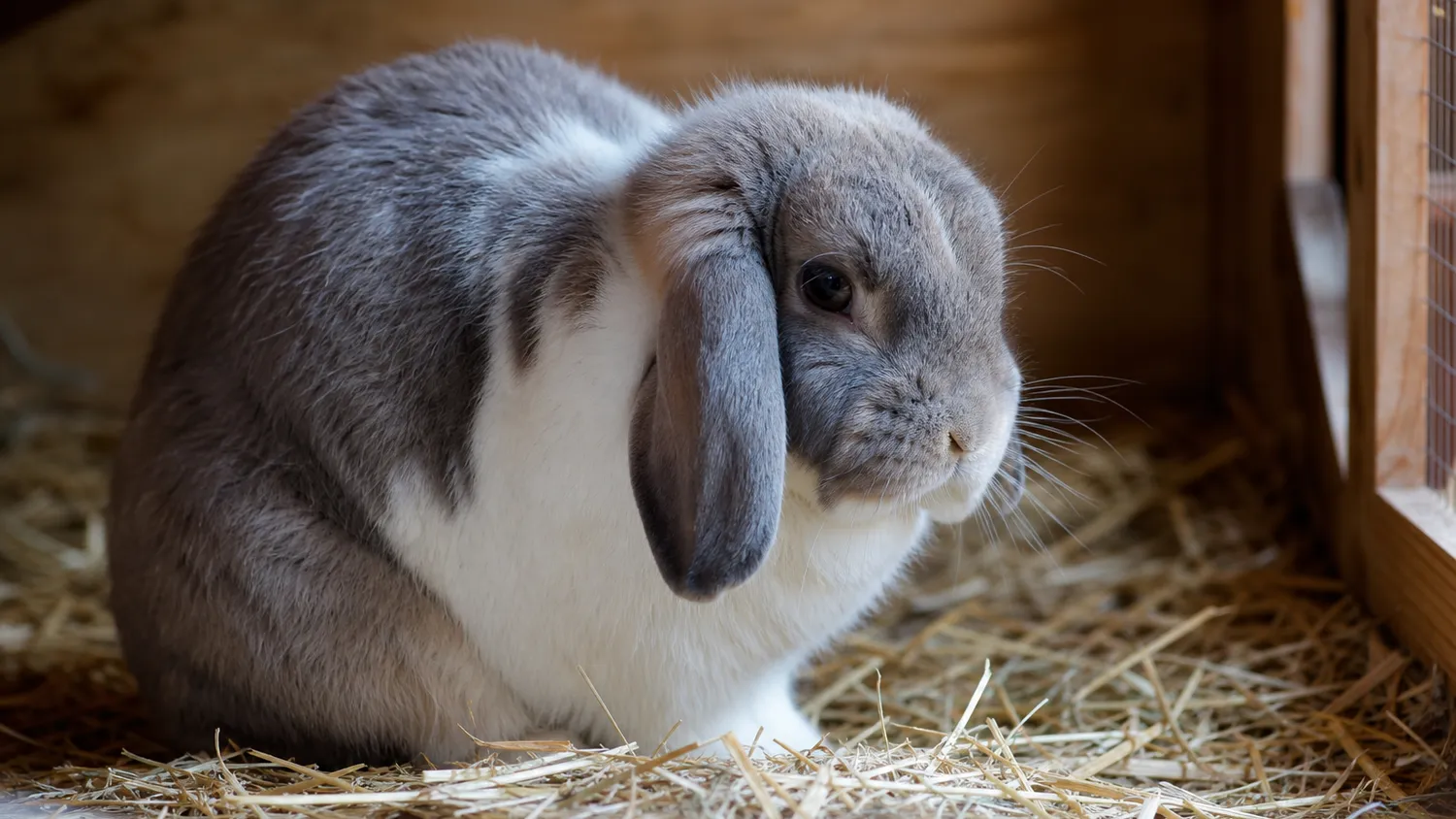 Lapin domestique prostré dans sa litière de paille, immobile devant sa gamelle intacte