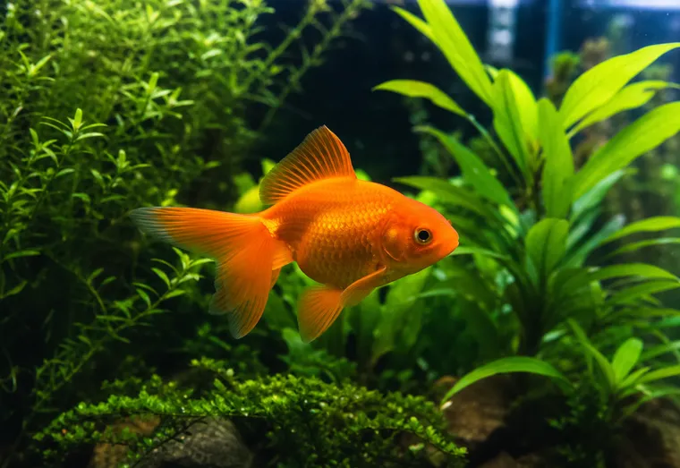 Poisson rouge orange vif nageant dans un aquarium planté, eau claire et lumière naturelle