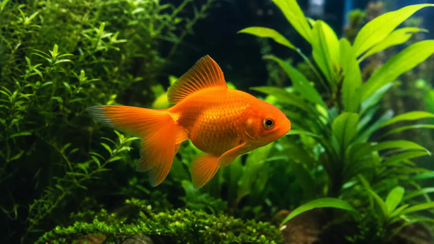 Poisson rouge orange vif nageant dans un aquarium planté, eau claire et lumière naturelle
