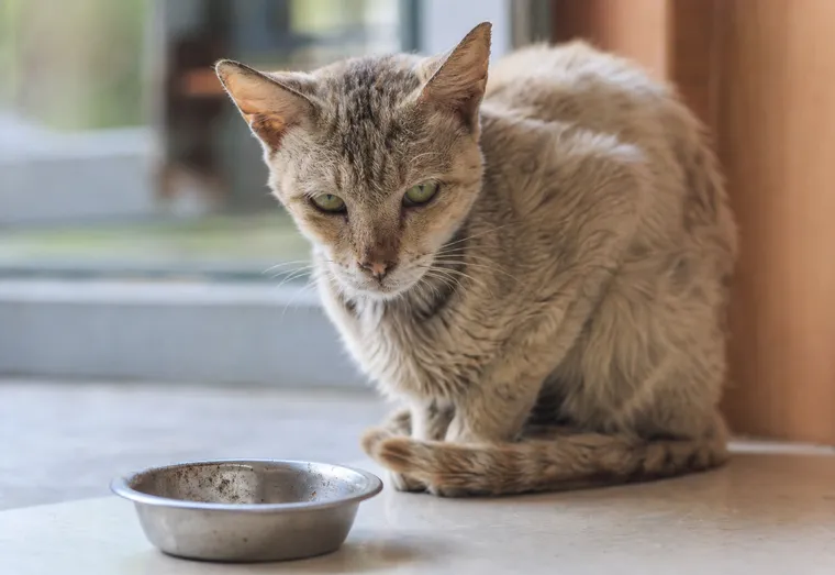 Chat maigre au pelage terne assis près de sa gamelle vide, l'air affaibli
