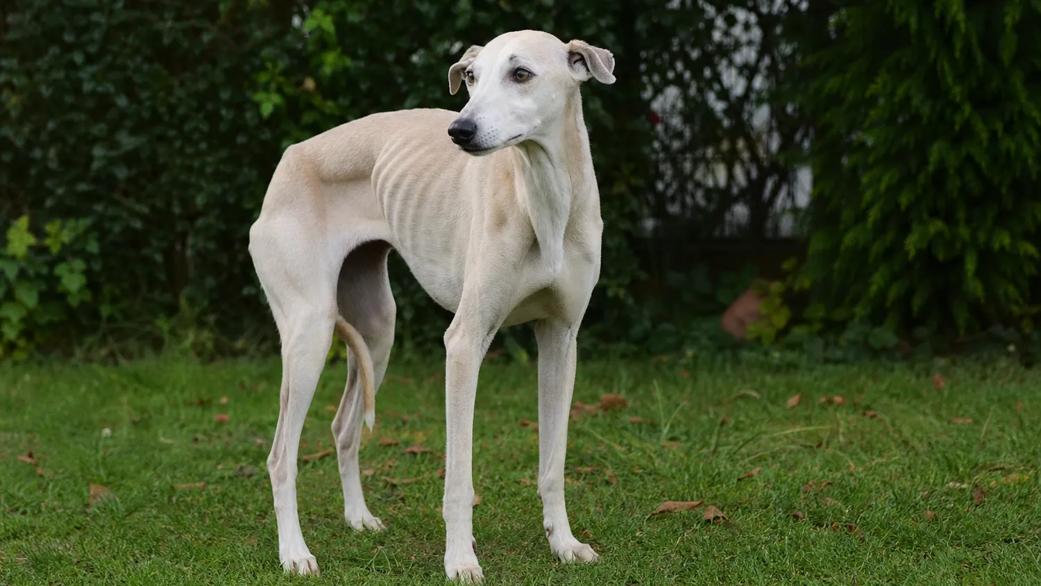 Chien maigre aux côtes visibles, debout dans un jardin, l'air affaibli