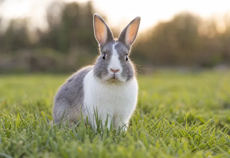 Lapin nain aux poils gris et blancs assis dans l'herbe, oreilles dressées