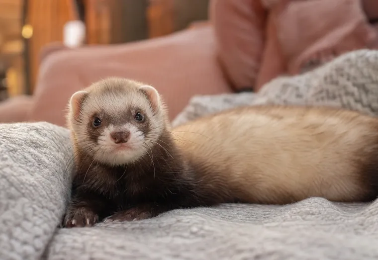 Furet au pelage sable allongé sur un plaid, museau curieux tourné vers l'objectif, lumière naturelle douce
