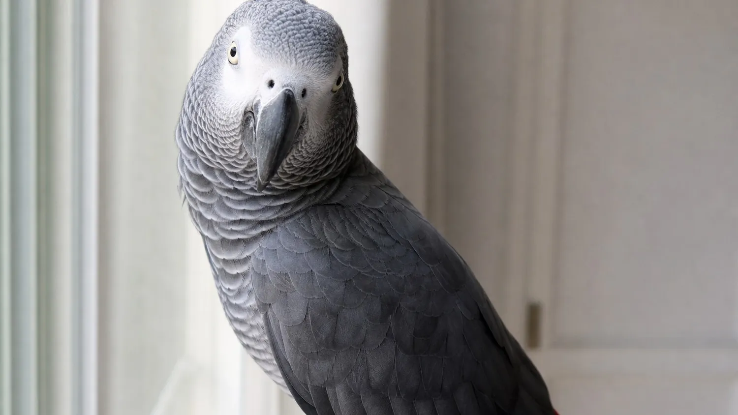 Perroquet gris du Gabon perché près d'une fenêtre lumineuse, plumage détaillé, regard vif tourné vers l'objectif