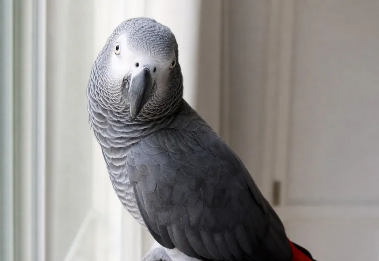 Perroquet gris du Gabon perché près d'une fenêtre lumineuse, plumage détaillé, regard vif tourné vers l'objectif
