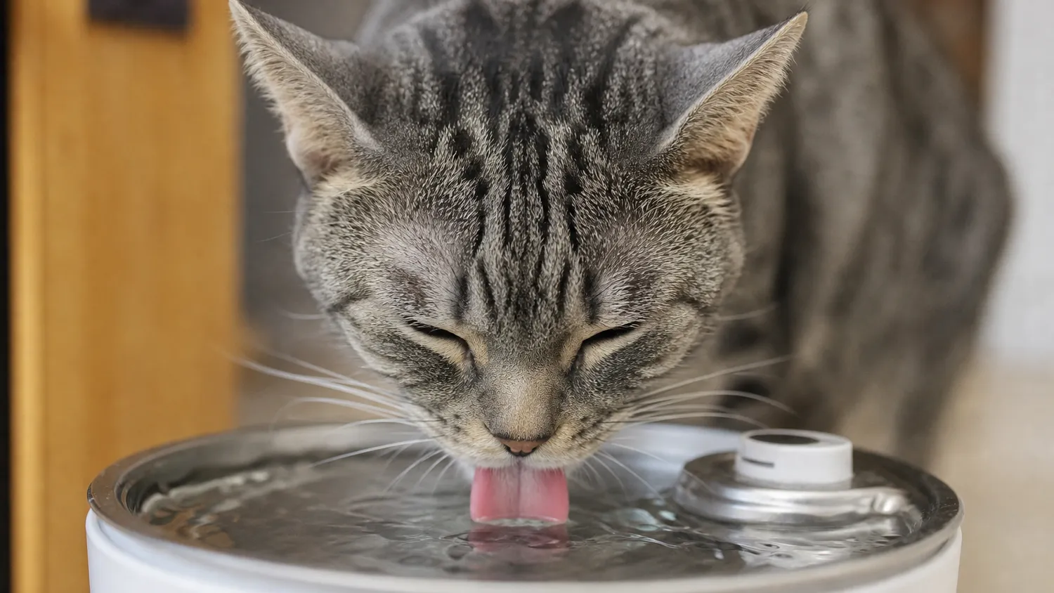 Chat gris qui boit de l'eau à une fontaine pour animaux, gros plan sur la langue et la gamelle
