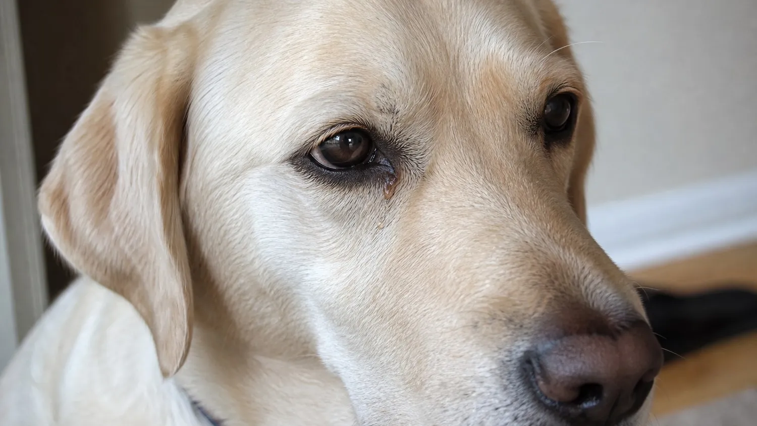 Chien au pelage clair avec un léger écoulement au coin de l'œil, regard attentif en lumière naturelle