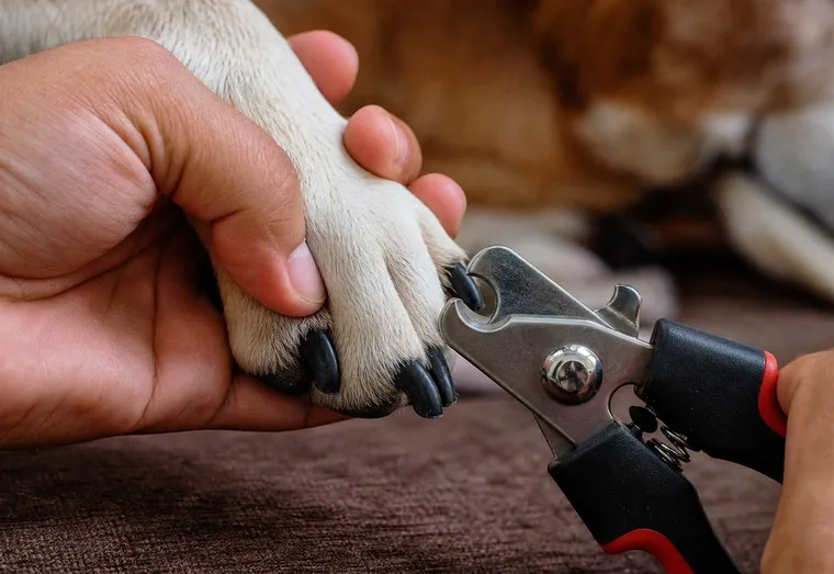 Main tenant délicatement la patte d'un chien avec un coupe-griffes, gros plan en lumière naturelle