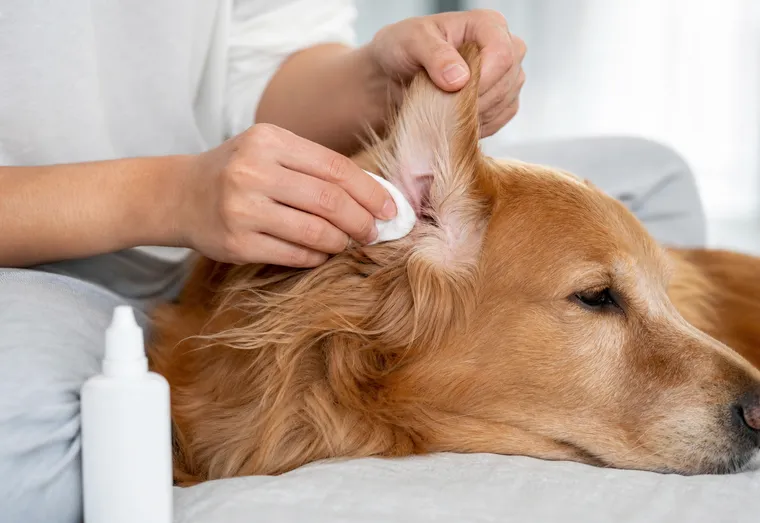 Personne nettoyant délicatement l'oreille d'un chien avec un coton et une lotion auriculaire