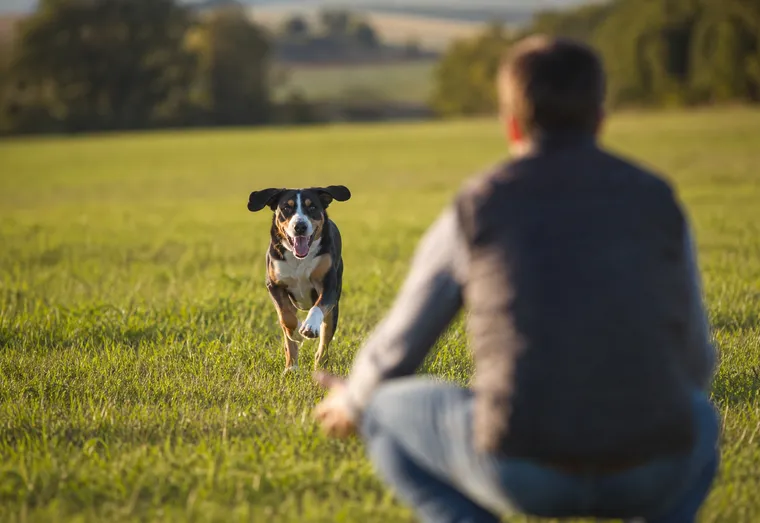 Chien courant vers son maître accroupi dans une prairie, oreilles au vent