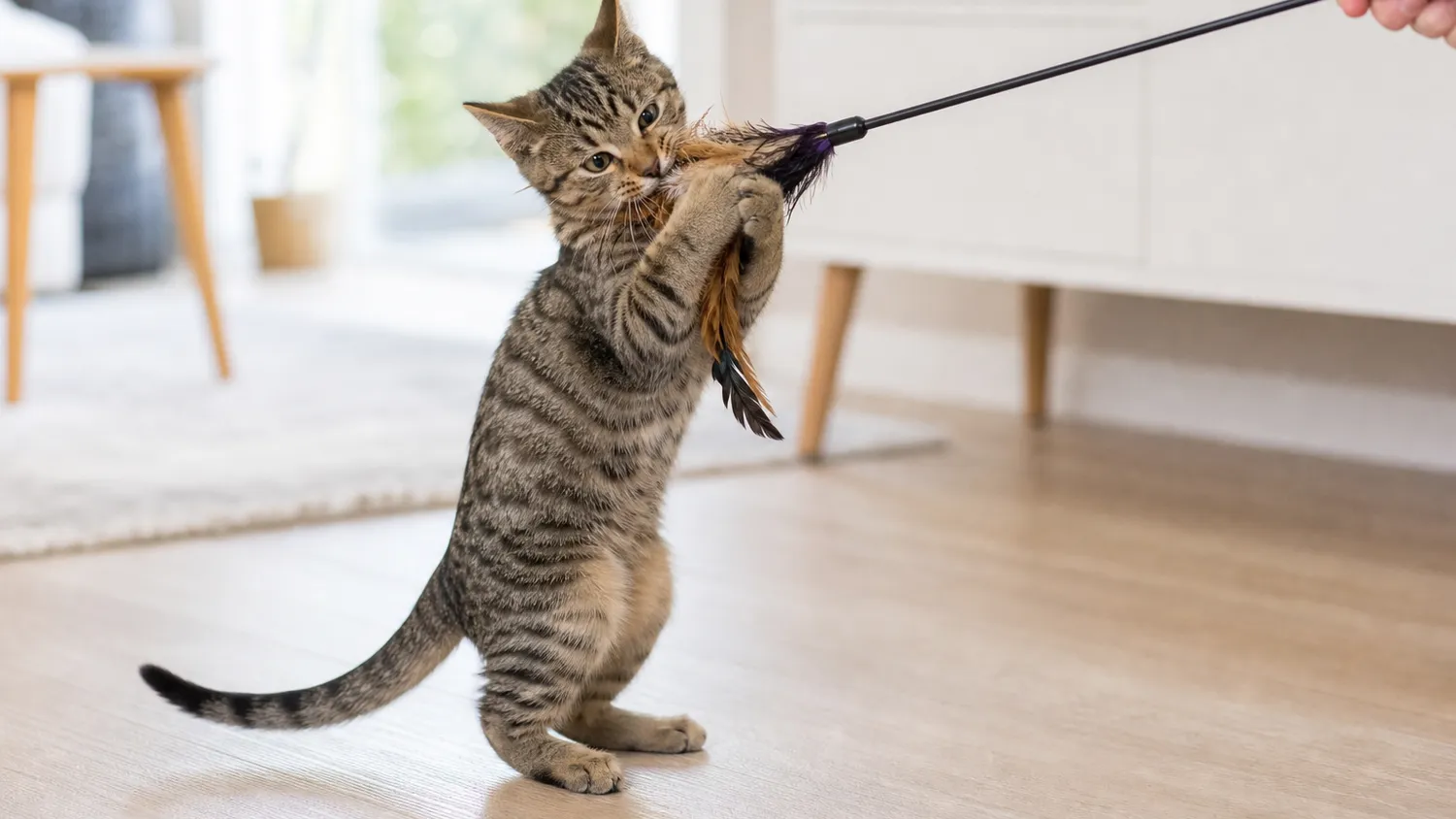 Chaton tigré jouant en mordillant doucement une canne à plumes tenue par une main