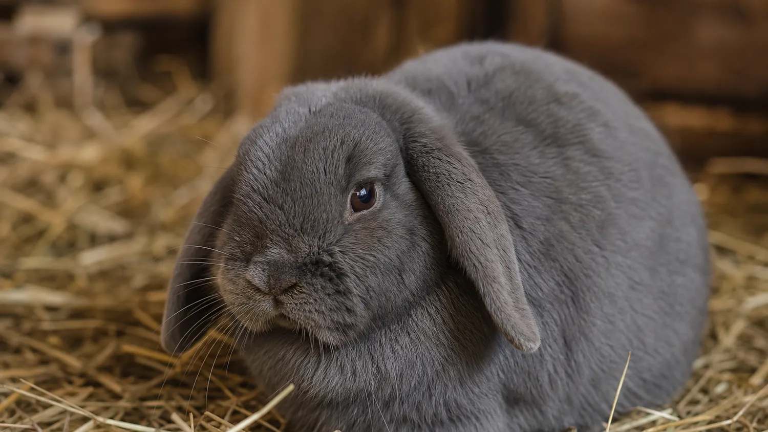Lapin bélier gris couché en boule sur de la paille dans son enclos