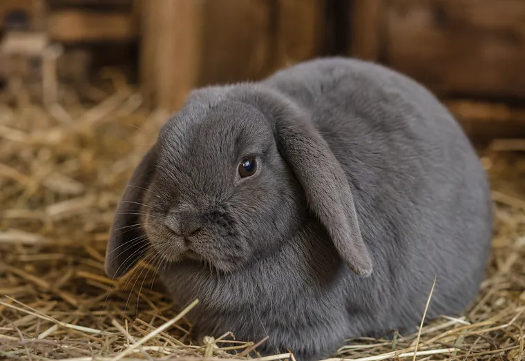 Lapin bélier gris couché en boule sur de la paille dans son enclos