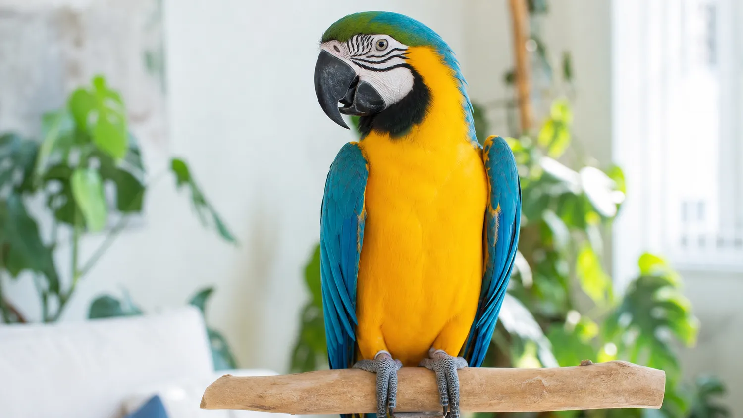 Perroquet coloré perché, plumage partiellement dénudé au niveau du poitrail, en pleine lumière naturelle