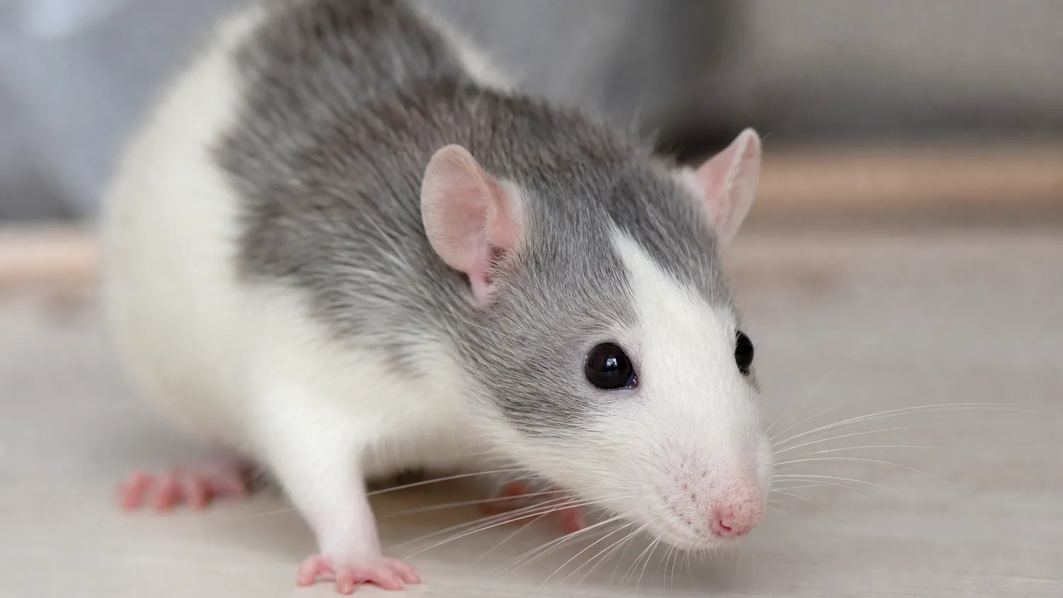 Rat domestique blanc et gris exploré de près sur une surface claire, en pleine lumière naturelle