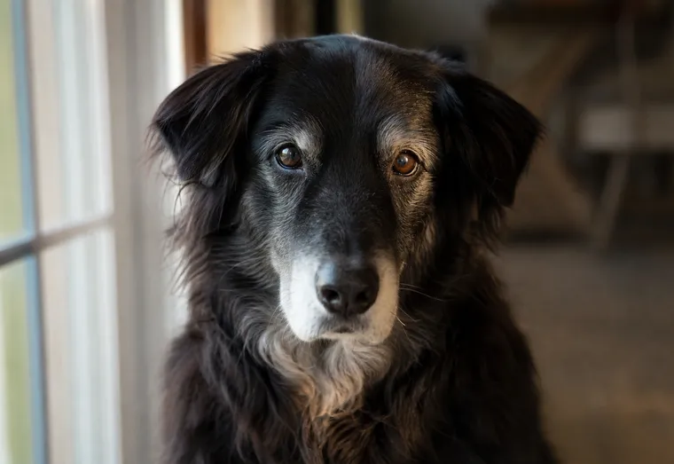 Chien senior au pelage grisonnant, regard doux tourné vers l'objectif, lumière naturelle chaleureuse
